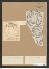 Campylodiscus diplostictus Norm. (de-Toni-Nr.: Genus 57, Species 2457) Zeichnungen Sammlung Grunow Nr. 4945 (NHMW-BOT-W0373159)